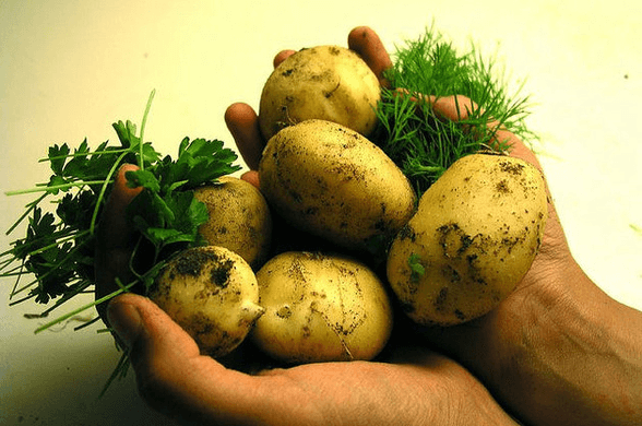 ziemniakinietucza